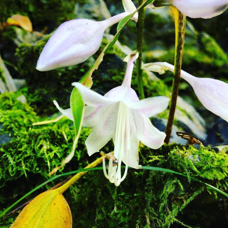 Otsu Nature Garden Akiruno Dış mekan fotoğraf