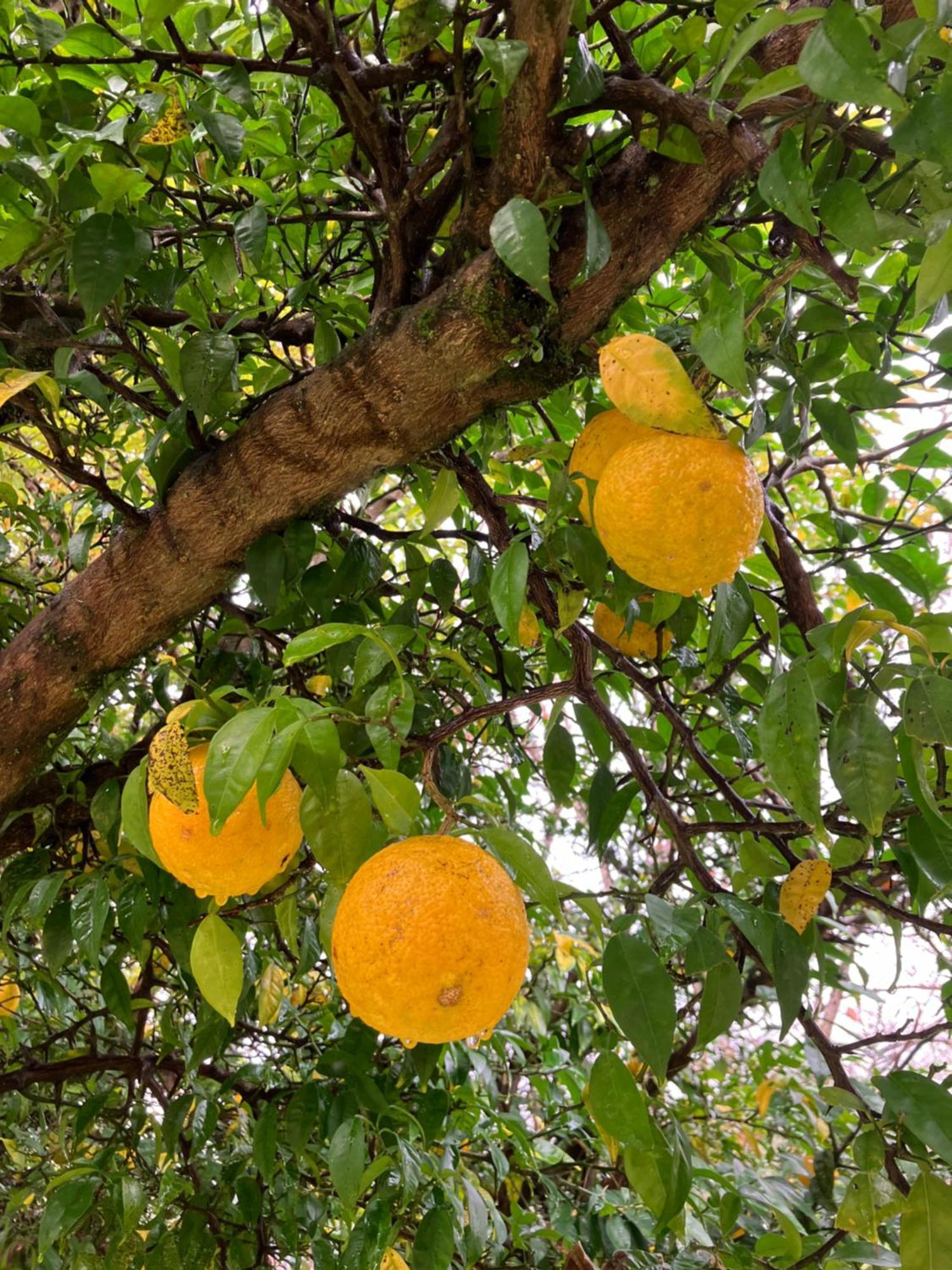 Otsu Nature Garden Akiruno Dış mekan fotoğraf